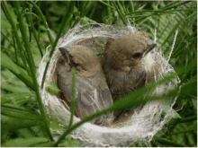 Nesting Birds GIF - Nesting Birds Spring GIFs