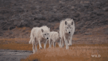 Wolf Wolf Pack GIF - Wolf Wolf Pack White Wolf GIFs