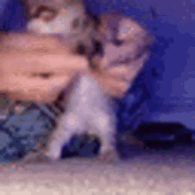 Dancing Kitty Cat GIF - Dancing Kitty Cat Cute GIFs