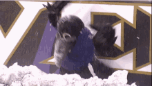 Baltimore Ravens Poe GIF - Baltimore Ravens Ravens Poe GIFs