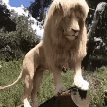 White Lion King Of The Jungle GIF - White Lion King Of The Jungle GIFs