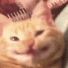 Gato Sorrindo GIF - Gato Sorrindo Fofo GIFs