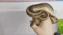 Pet Python GIF - Pet Python Snake GIFs