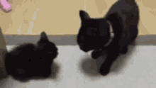Slap Cat GIF - Slap Cat GIFs