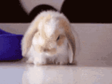 Sleepy Faint GIF - Sleepy Faint Bunny GIFs