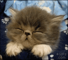 Kitten Sleepy GIF - Kitten Sleepy Cute GIFs