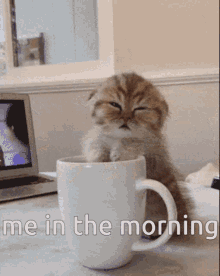 Cat Morning GIF - Cat Morning Coffee GIFs