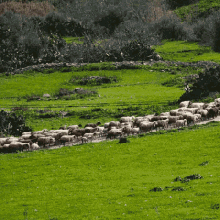 mouton moutons