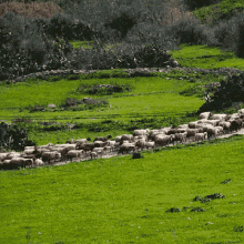 mouton moutons sheep