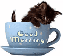 Cat Cup GIF - Cat Cup Good Morning GIFs