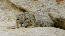resting wild cats of india big cat kingdom tired feeling lazy
