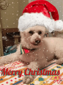Christmas Dog GIF - Christmas Dog GIFs