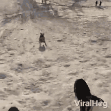 Running Dog Viralhog GIF - Running Dog Viralhog Running Down The Snow GIFs