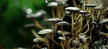 Pouring Rain Nature GIF - Pouring Rain Nature Mushrooms GIFs