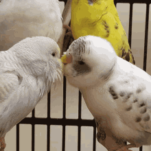 Cute Birds Kissing Gifs Tenor