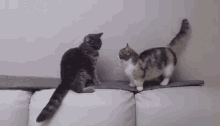Patience Young One GIF - Cat Patience Cat Cute GIFs