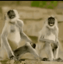 Haha Monkey GIF - Haha Monkey ฮา GIFs