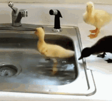 Cute Ducklings GIF - Cute Ducklings Water GIFs