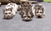 Trois Ptits Chats Chats GIF - Trois Ptits Chats Chats Cats GIFs