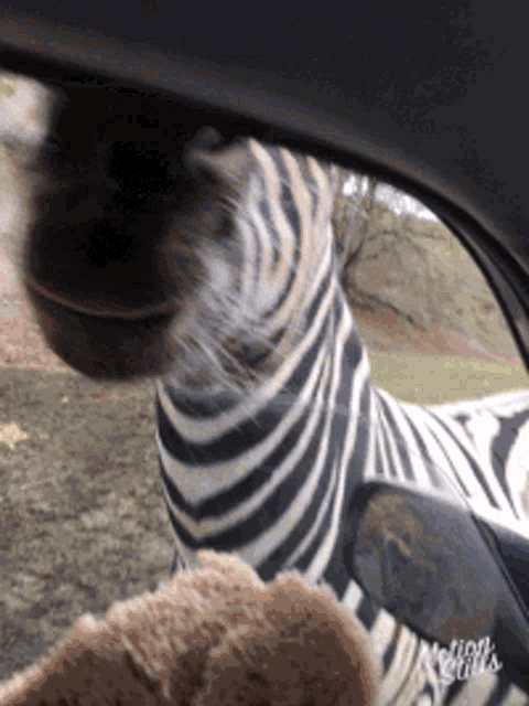 Zebra Wake GIF - Zebra Wake Up GIFs