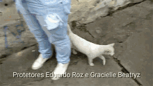 Protetores Eduardo Roz E Gracielle Beatryz Gato GIF - Protetores Eduardo Roz E Gracielle Beatryz Gato Kitty GIFs