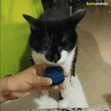 Cat Kedi GIF - Cat Kedi Yalamak GIFs