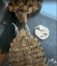 Turtle Slap Verlox GIF - Turtle Slap Verlox GIFs