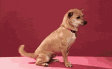 Youre The Best Cute GIF - Youre The Best Cute Dog GIFs