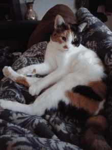 lazy calico cat chill