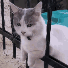 Cat Gato GIF - Cat Gato Enojado GIFs