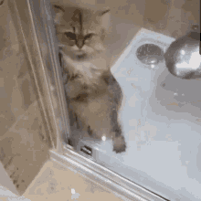 Shower Sweet GIF - Shower Sweet Cat GIFs