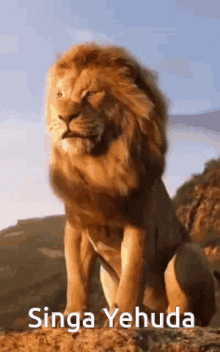 Lion Singa Yehhuda GIF - Lion Singa Yehhuda Windy GIFs