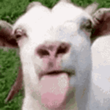 Goat Goatlele GIF - Goat Goatlele Tongue GIFs