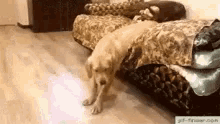 Funny Animals Dog GIF - Funny Animals Dog Quepereza GIFs