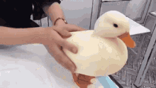 Duck Cute Duck GIF - Duck Cute Duck Duck Pet GIFs