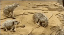 Meerkat GIF - Meerkat GIFs