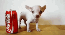 Coca Cola Chihuahua GIF - Coca Cola Chihuahua Dog GIFs