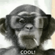 Monkey Smoke GIF - Monkey Smoke Cool GIFs