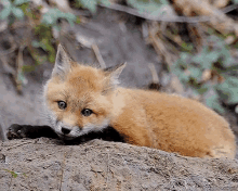 fox ears fox ears