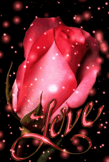 Pink Rose GIF - Pink Rose Rose GIFs