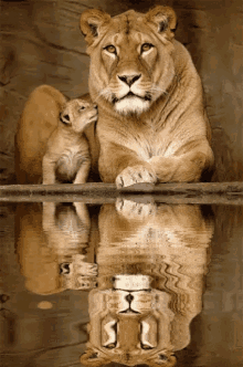 reflection lion