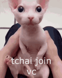 Tchai Join Vc Bingus GIF - Tchai Join Vc Bingus Cat GIFs
