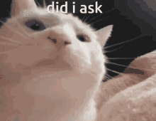 Did I Ask I Dont Remember Asking GIF - Did I Ask I Dont Remember Asking Cat GIFs
