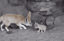 Cute Fox GIF - Cute Fox Kiss GIFs