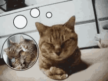 Cats Daydreaming GIF - Cats Daydreaming Funny Animals GIFs