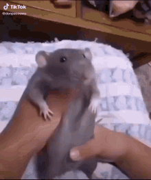 Mouse Dance Dance Mouse GIF - Mouse Dance Dance Mouse Dancing Mouse GIFs