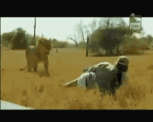 Lion Man Vs Lion GIF - Lion Man Vs Lion Lion Man GIFs