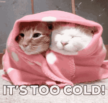 cold freezing cat cute blanket