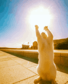 Cat Sun GIF - Cat Sun Light GIFs