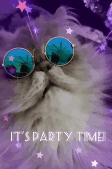 Its Party Time Shades On GIF - Its Party Time Shades On Cat GIFs